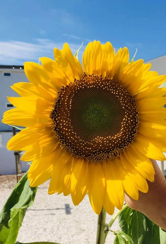 A golden sunflower in the Florida sunshine beneath a blue sky.